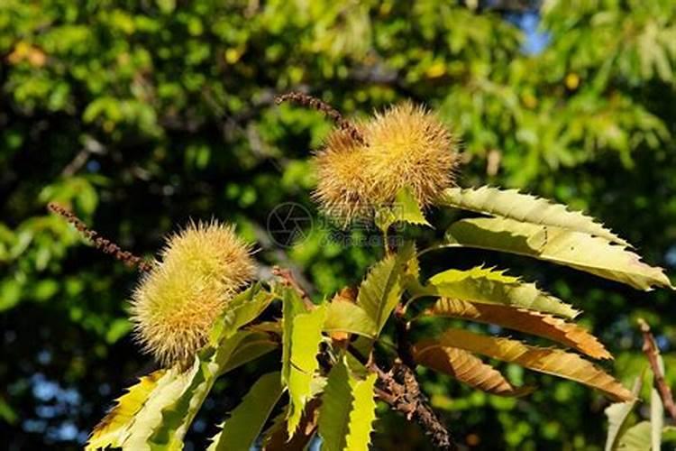 代号SH特种钢是用来干什么的