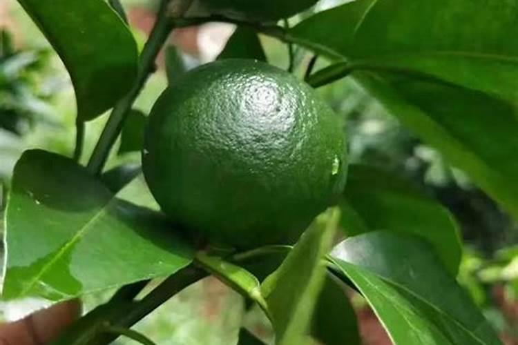 柠檬树打了赤霉酸和磷酸二氢钾现在不开花了怎么办？