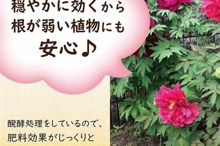 牡丹花怎么施肥