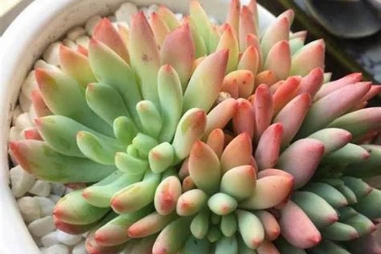 喷施叶面肥会产生肥害吗？