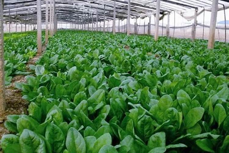 为使菠菜长得快应选用什么肥料