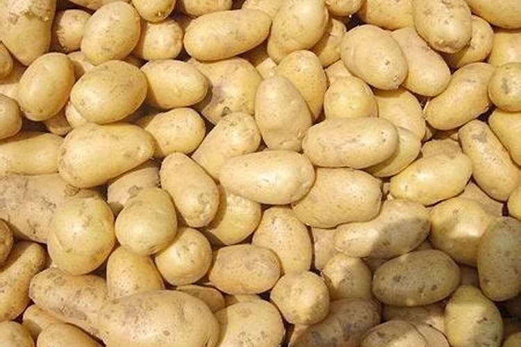 土豆的需肥特征有哪些？怎样进行科学施肥？