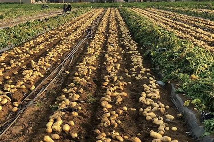 叶面肥是什么？