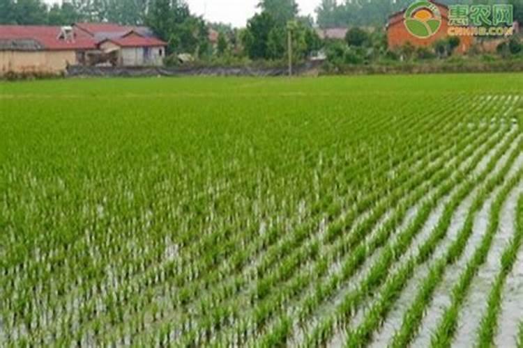 盐碱土地种植水稻用什么肥料比较好？