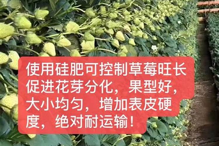 大棚草莓果实期管理