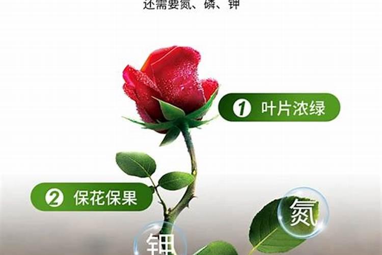 农用三元复合肥养花能用吗 硫酸钾复合肥能浇花吗