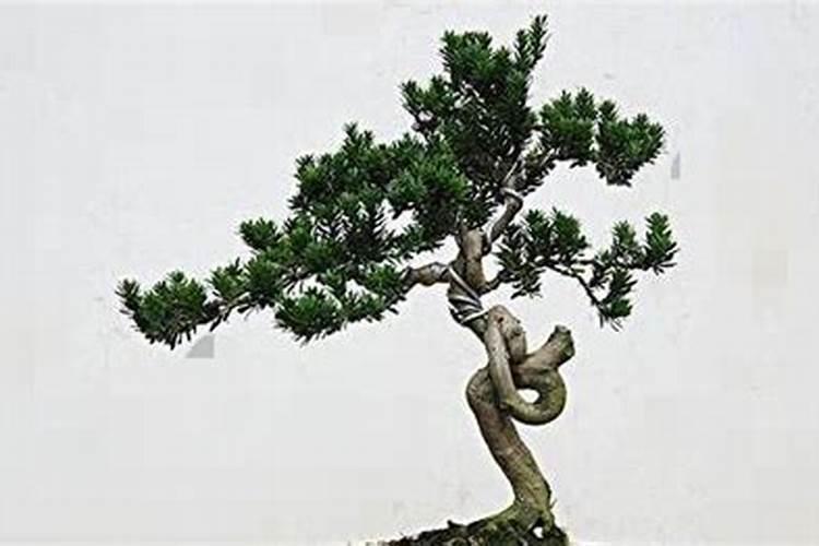 罗汉松怎么施肥 罗汉松的施肥技巧