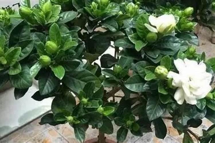 月季缓释肥可以给茉莉栀子花用吗？