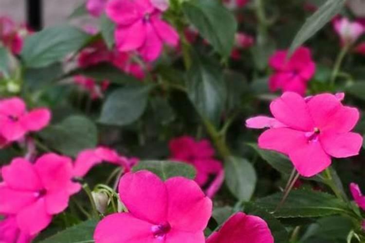 花期要不要施肥 凤仙花花期多长