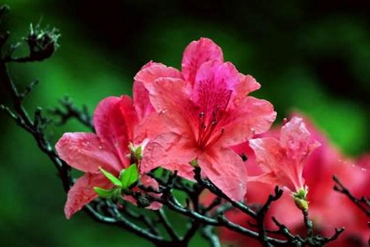 杜鹃花施什么肥,如何施肥