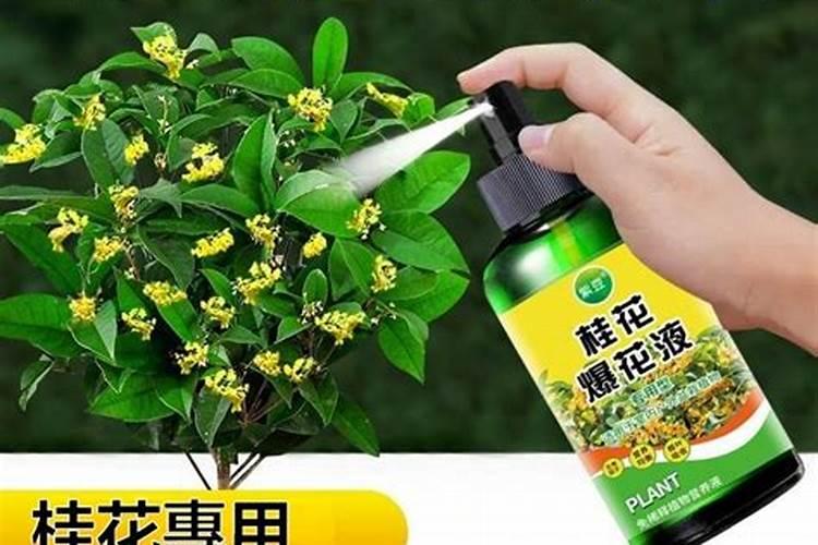 桂花怎么施肥