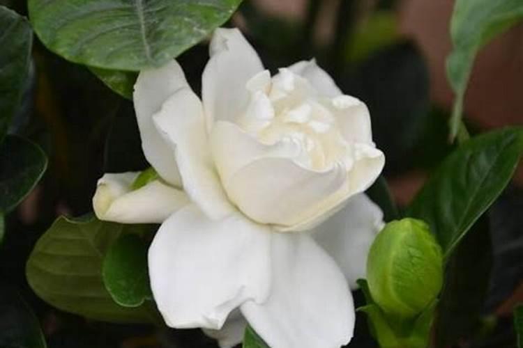 栀子花施什么肥好,栀子花的施肥方法以及注意事项
