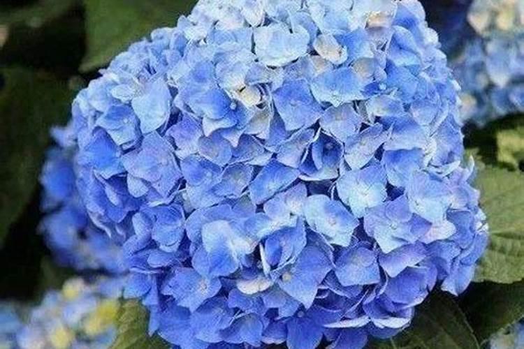 养绣球花却不会调色？你算是白养了!绣球花无尽夏调色方法