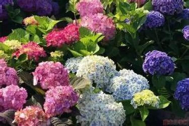 绣球开花后怎么施肥