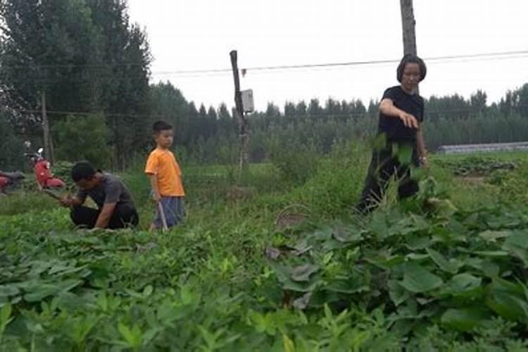 红薯后期如何施肥