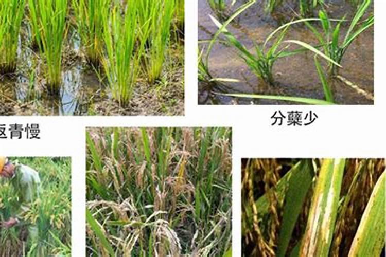 水稻柯杈期是什么时间