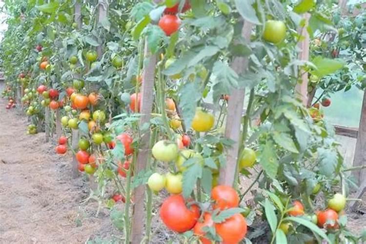 田阳县粮食行政管理局简介