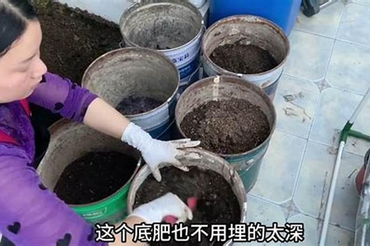 豇豆是无氯作物吗？