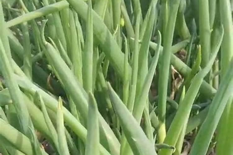 大葱施肥用什么肥料好(家里种植大葱用什么肥料浇最好)