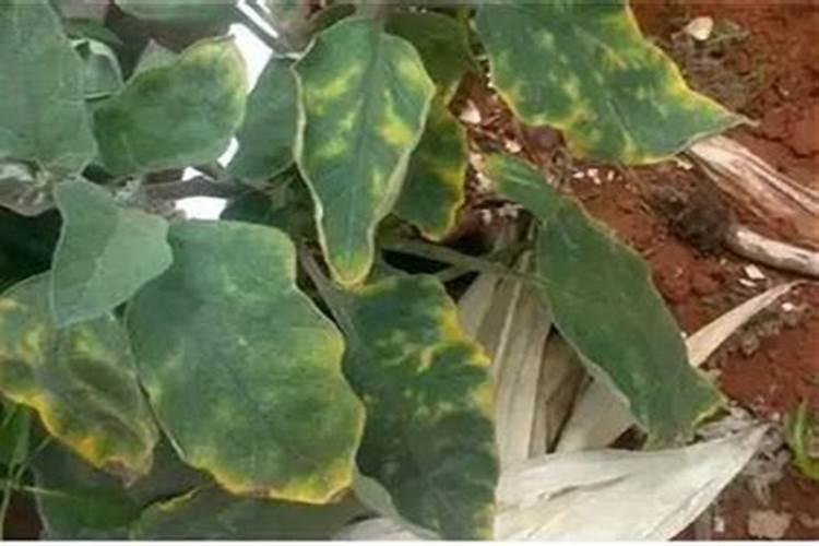 茄子主要营养元素的缺素症状表现是什么？有哪些原因？如何防止？