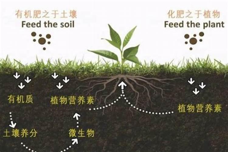 施肥过多烧苗怎么补救？这些技巧一定要知道