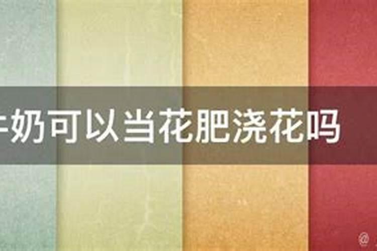 吊兰可以浇牛奶吗
