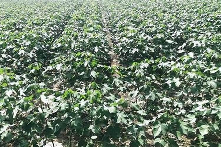 棉花高度一米三怎么施肥