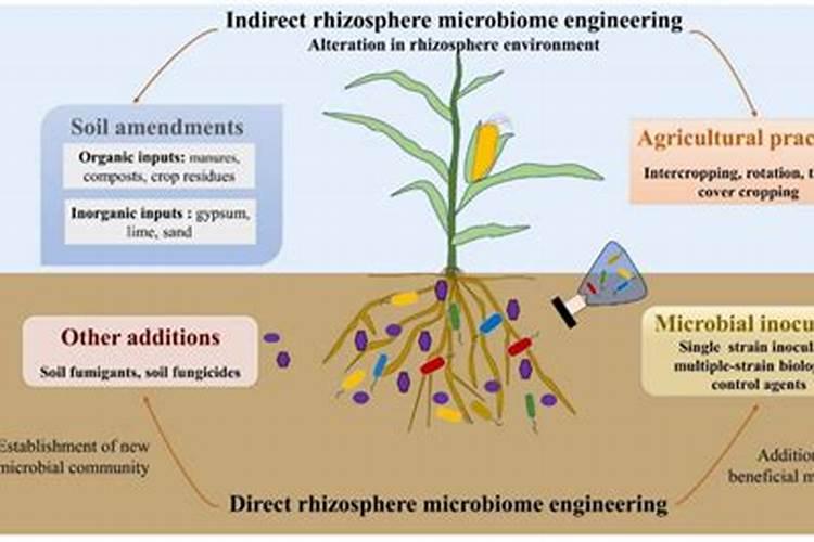 氮肥过多怎么解决