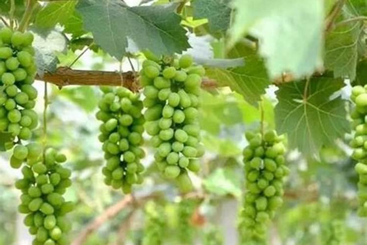阳光玫瑰葡萄后期用什么配方的水溶肥？