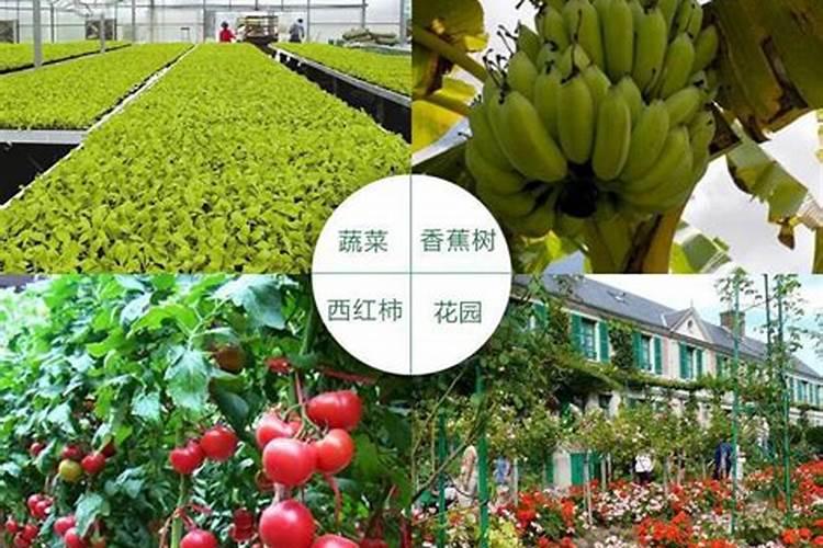 磷肥怎样使用才是正确 磷肥的使用方式