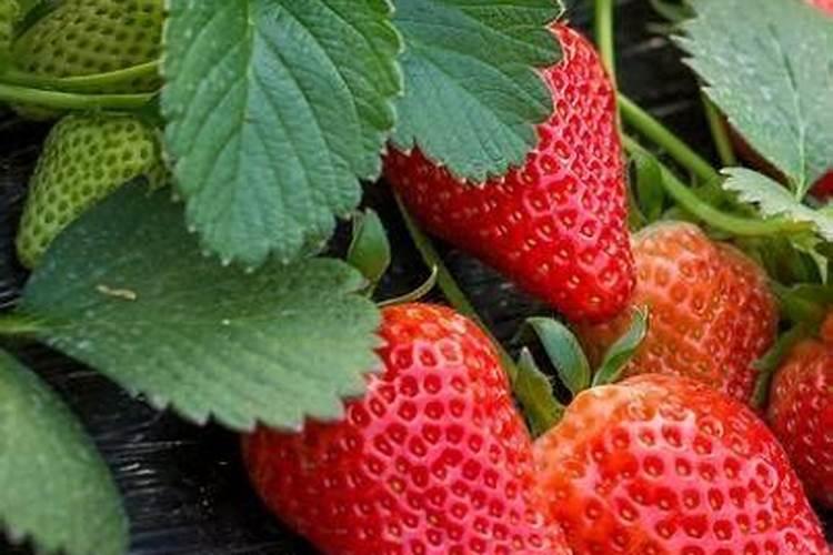 草莓开花结果期怎么施肥 肥料要怎么选择