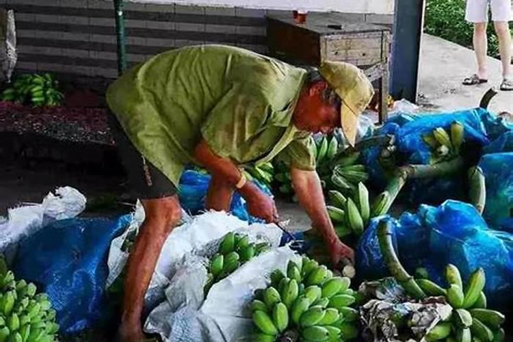 香蕉保花保果用什么肥料？香蕉什么时候打膨大肥？香蕉叶面肥用金泰靓百...