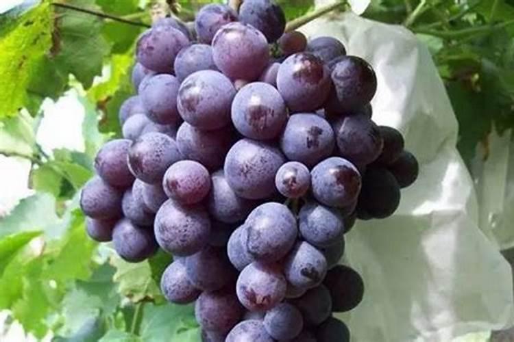 种植葡萄需要怎么施肥