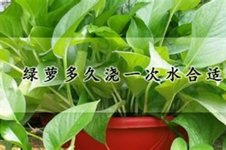 绿萝施肥需施什么肥料