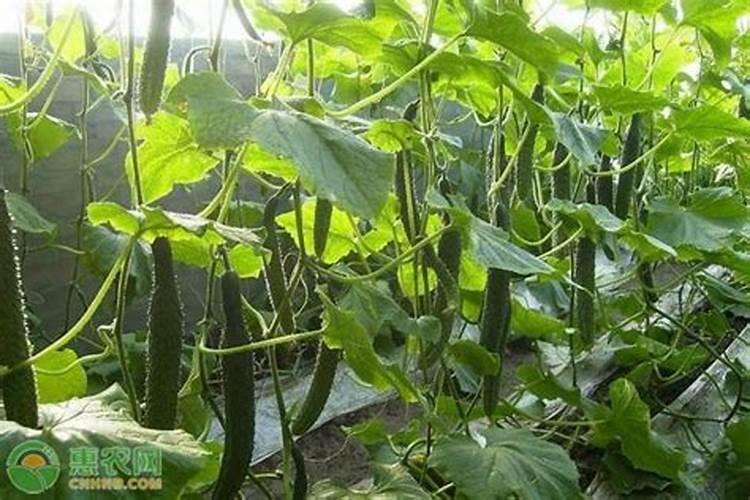 黄瓜生长期用什么肥料合适？黄瓜病害预防用冲施肥效果怎么样？