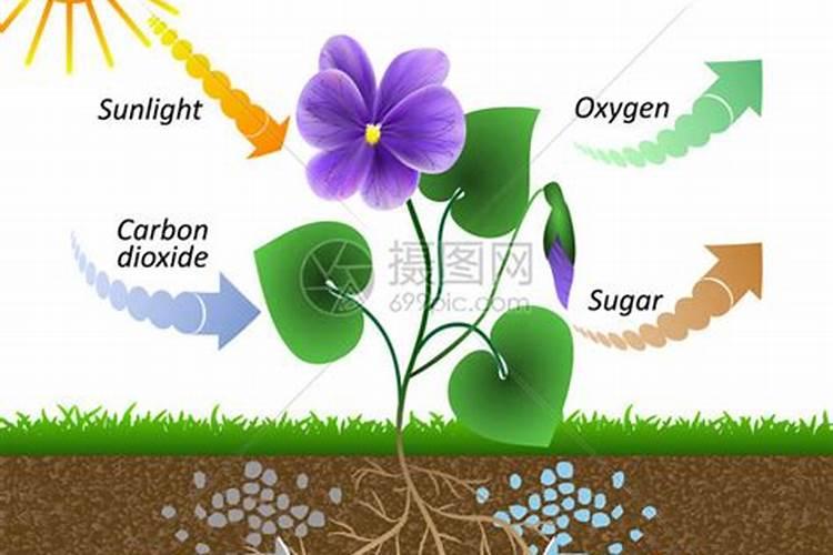 植物叶片的结构,及施叶面肥的原理
