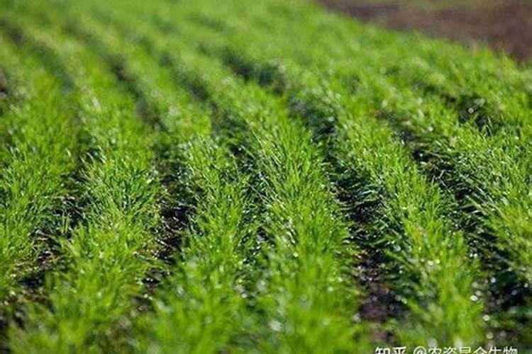 小麦底肥用哪种钾肥