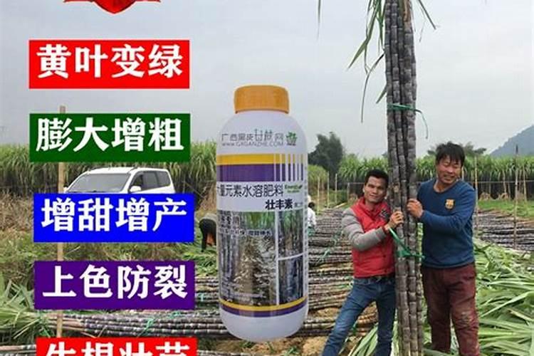 甘蔗壮丰素使用方式