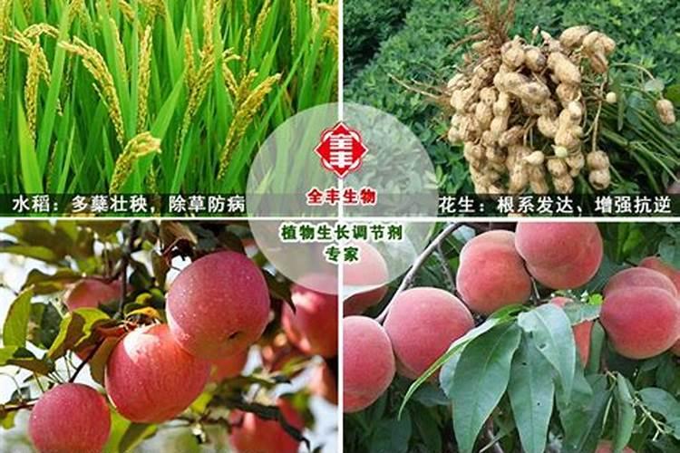 种果树用什么肥料好