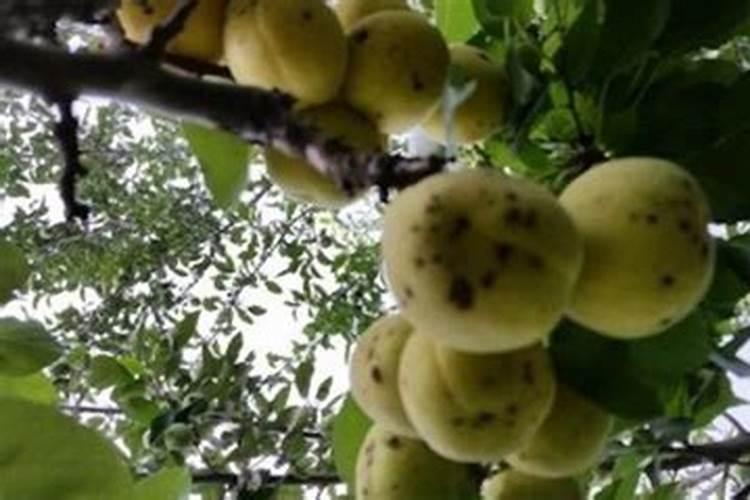 杏树最忌三种肥料