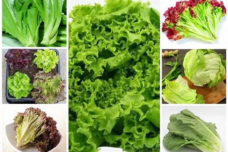 哪种肥料施加给莴笋能使其又粗又大