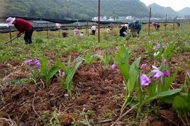 白芨施肥时间在什么时候 施肥技巧总结