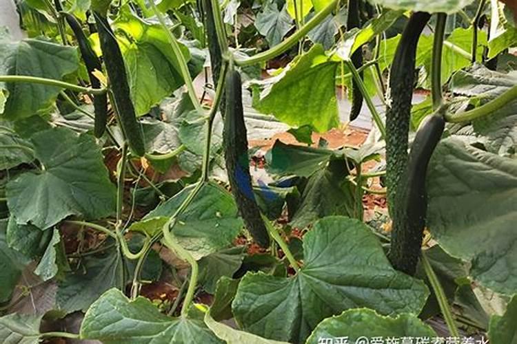 黄瓜柱头腐烂,可以喷洒糖醇钙和硼肥吗？