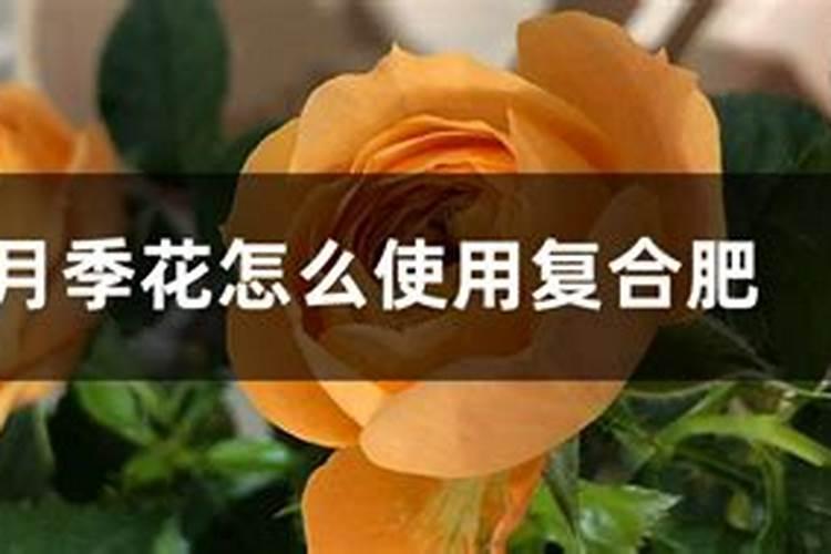 月季花肥用什么肥料好