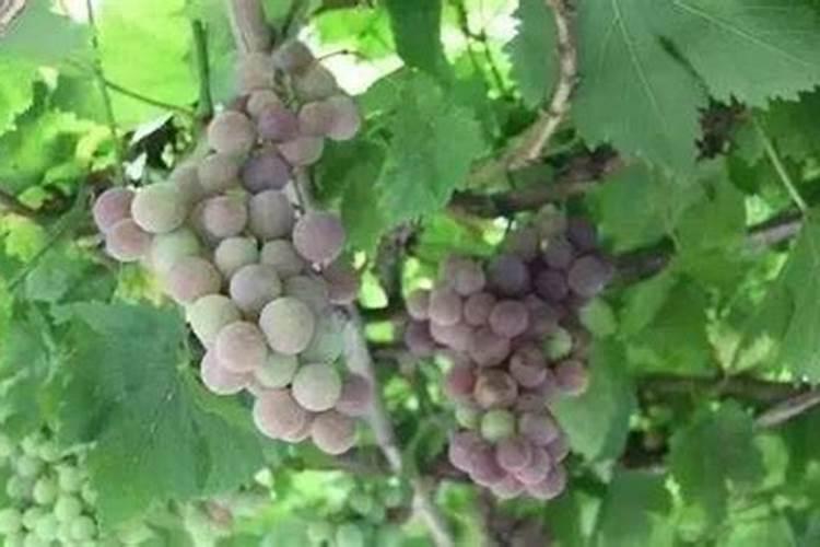 葡萄种植不同时期如何追肥 施肥注意事项