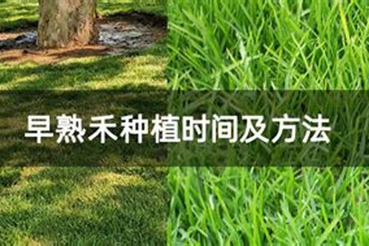 早熟禾草坪用什么肥合适？