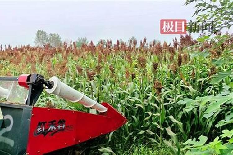 今日红高粱价格最新报价？