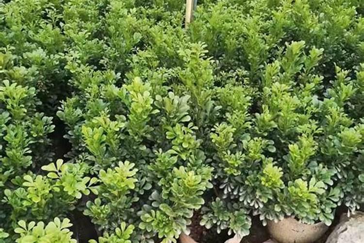米兰花小苗可以施肥吗