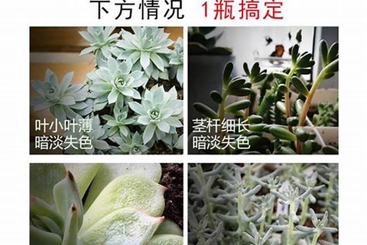 多肉叶片肥可以吧(多肉可以叶面施肥吗)