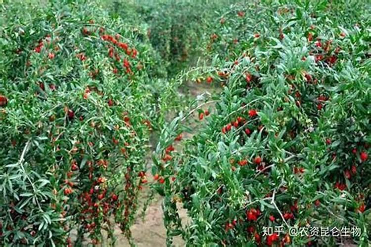 恩施有哪些适合和朋友一起打卡的夜市？